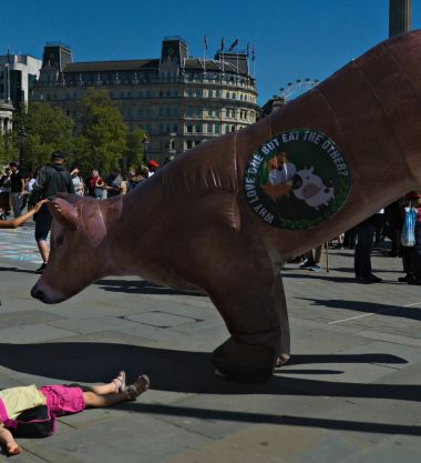 Inflatable Animal vegan Outreach