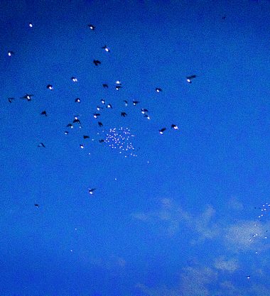1500 pigeons each carry an lED light up into night sky